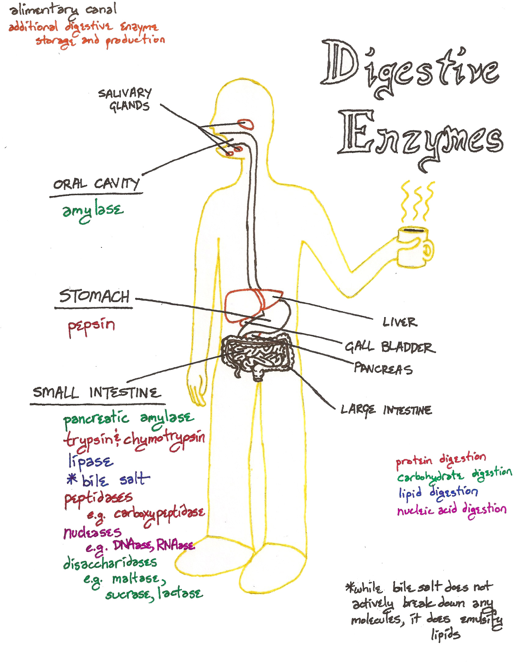 digestive enzymes blue tulip web digestive enzymes blue tulip web